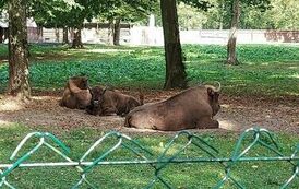 384534051_1226408818753641_189739555432666602_n